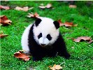 都江堰、熊猫基地一日游-纯玩团